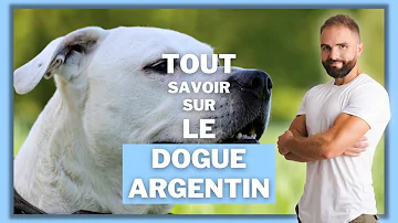 Est-ce que le Dogue Argentin est catégorisé ?