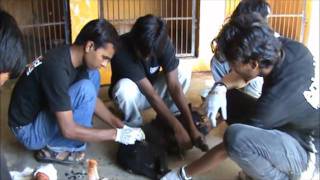 Street Animal Rescues with Animal Aid