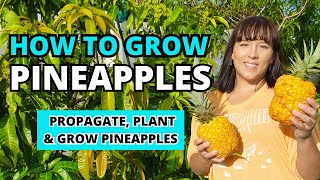 How To Grow LOTS Of Pineapples At Home  The Ultimate #pineapple  Growing Guide #garden #homegarden