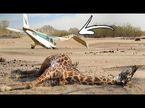 Plane vs Animal - Planes Hitting Animals Compilation