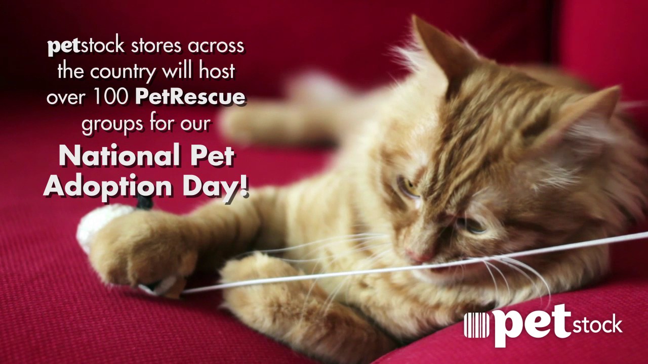 National Pet Adoption Day February 2017 - YouTube