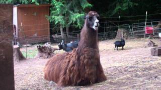 Baby Goats Jumping On Mama Llama