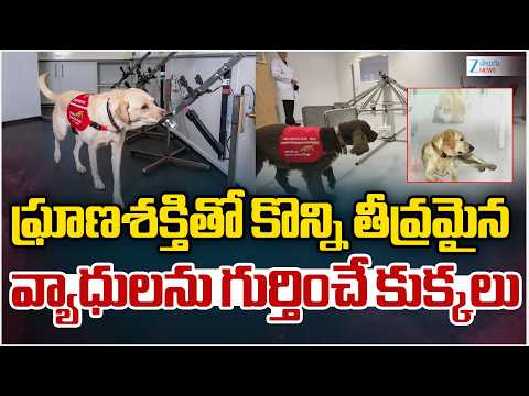 The Dogs Being Trained To Smell Cancer And Disease |  తీవ్రమైన వ్యాధులను గుర్తించే కుక్కలు - ZEE24TELUGUNEWS