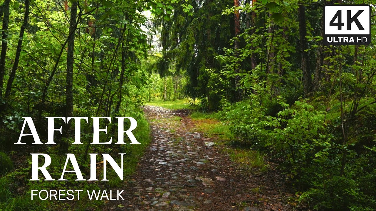 Relaxing Forest Walk After Rain | 4K Nature Sounds