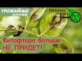 ЗАБЫТЬ О ФИТОФТОРЕ НАВСЕГДА! Простые решения сложной проблемы.