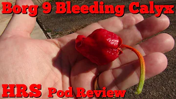 ⟹ Bleeding Borg 9 Pepper | Capsicum chinense | Pod Review