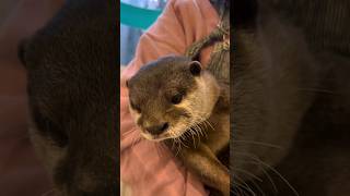 Otter is feeling  embarrassing???|Cute Otter ytshorts otternoise ytviral funnyotter viral