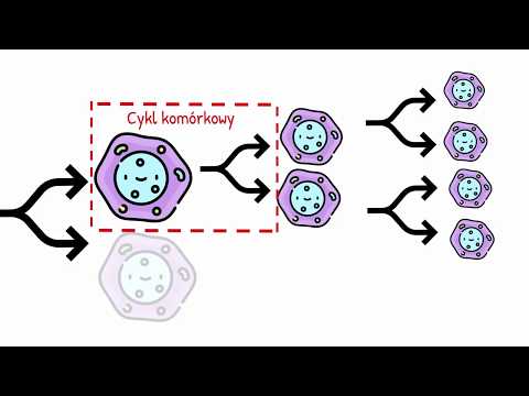 Wideo: Co to znaczy cykl komórkowy?