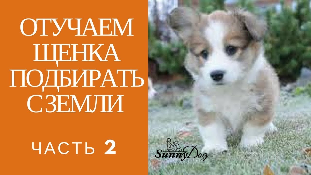 Как отучить щенка подбирать на улице. Отучить собаку подбирать на улице. Как отучить щенка подбирать всё на улице. Собака как отучит подбирать с земли. Как отучить щенка подбирать на улице все подряд.