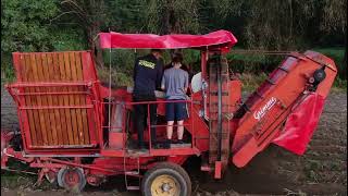 Grimme Europa Standard Massey Ferguson MF135 Kartoffelernte