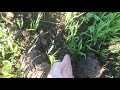 Посев вико-овса (первый поток)