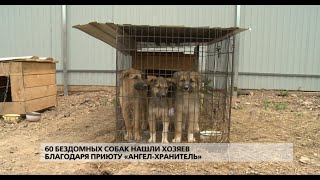 60 бездомных собак нашли хозяев благодаря приюту «Ангел хранитель» 60 бездомных собак нашли хозяев благодаря приюту «Ангел хранитель»