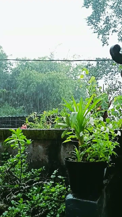 Musik santai dengan suara hujan #relaxing #music #instrumental #suarahujan #musiksantai #piano