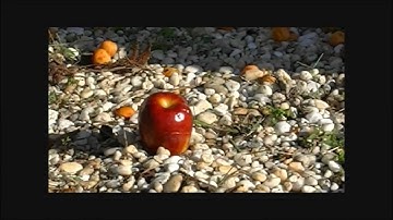 Apple vs CrossBow SLOW MOTION