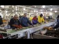 Processing salmon fish at the local petersburg cannery in alaska