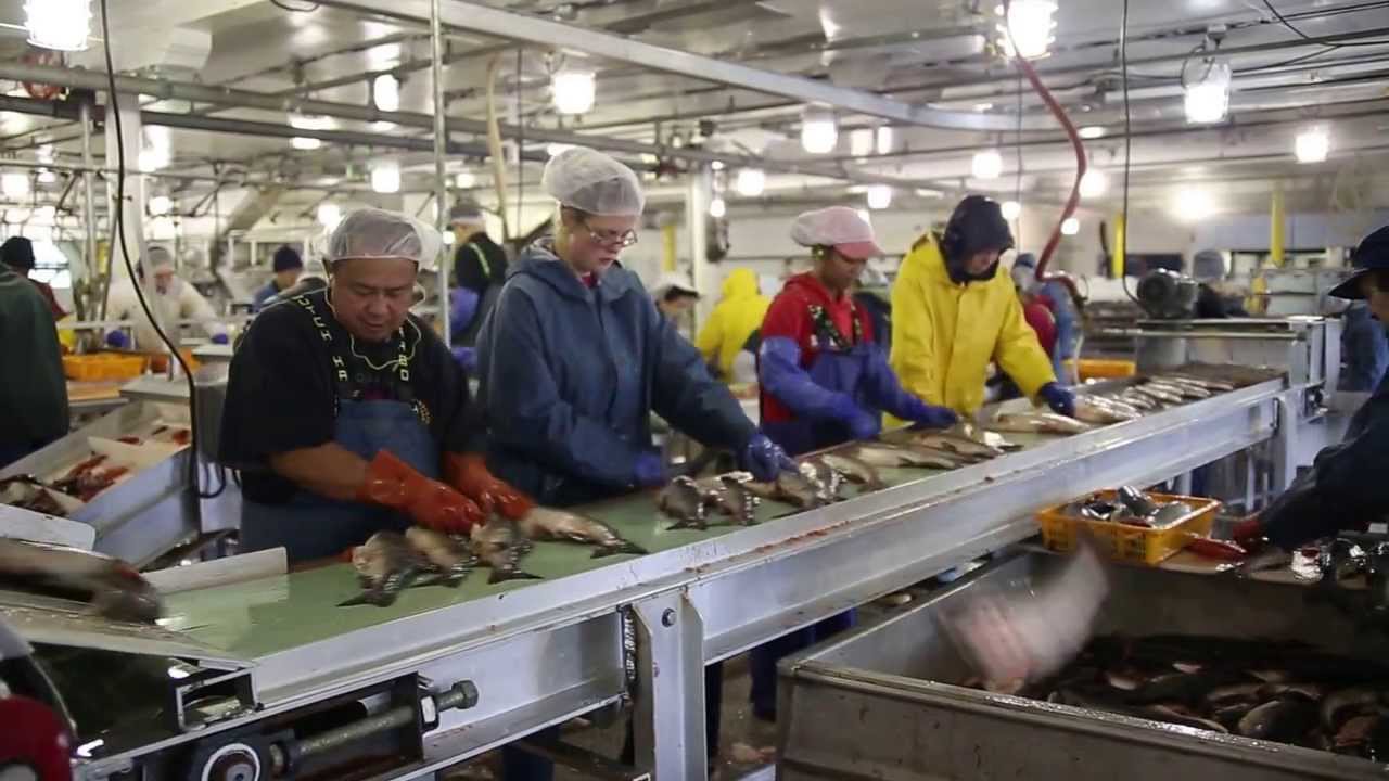 Processing salmon fish at the local Petersburg Cannery in Alaska 