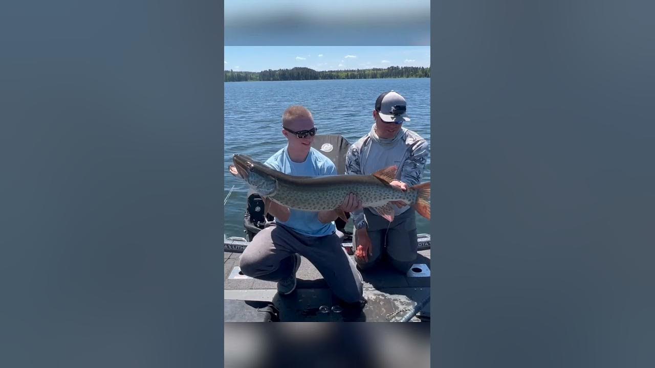 Minnesota Spring Open Water Muskies! Short YouTube