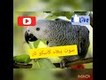 صوت الببغاء الرمادي الكاسكو ، مجرب للتحفيز