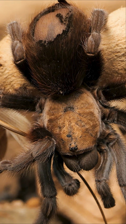 A MASSIVE tarantula with a MASSIVE appetite - Aphonopelma anax #tarantula #spider #halloween