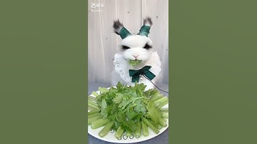 Failing Rabbit ASMR!!😂😂