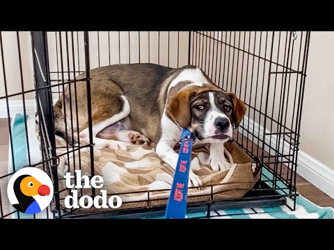 Video: Câine Adoptabil al Săptămânii - Huckleberry
