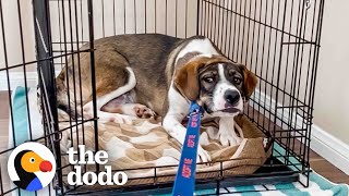 Foster Dog Refuses To Leave Her Crate For Weeks | The Dodo Foster Diaries