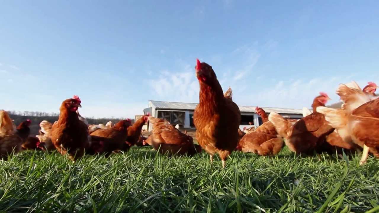 Pasture raised egg farming in Oklahoma Doovi Pasture raised egg farming in Oklahoma Doovi