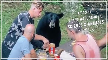 Nothing to see here, just having a casual picnic