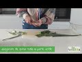 ¡MUY FÁCIL! Preparar hoja de Aloe Vera para conseguir su gel. La vendita - Aloe Vera ecológico.