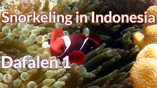 Dafalen, Misool Ep.1 - Snorkeling in Indonesia