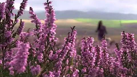 SHEPHERDESS  Seasons of my Life