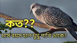 কত মাস বয়স হলে ঘুঘু পাখি ডাকে??ঘুঘু পাখির ডাক।