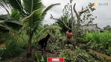 MÁY CƯA XÍCH ECHO 501 SX - MADE IN JAPAN - SERIES X  ( CƯA CÂY MÍT  ) P5