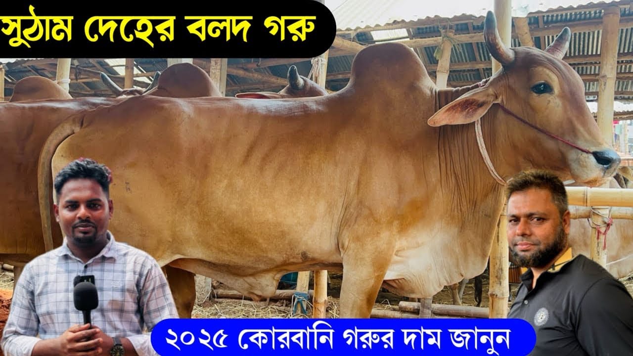 ২০২৫ কোরবানি উপযোগী সুঠাম দেহের বলদ গরুর দাম জানুন কুমিল্লার চান্দিনা গরুর বাজার থেকে।