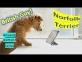 Norfolk Terrier | Amazing Animals | Pet Dogs の動画、YouTube動画。