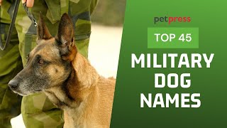 45 Popular Military Dog Names | PetPress