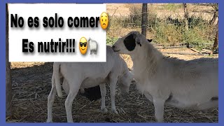 2. COMO FORMULAR DIETAS BALANCEADAS🐑|| Con que NUTRIR a tu borrego🌱 || ADRIAN CABANA✌🏼