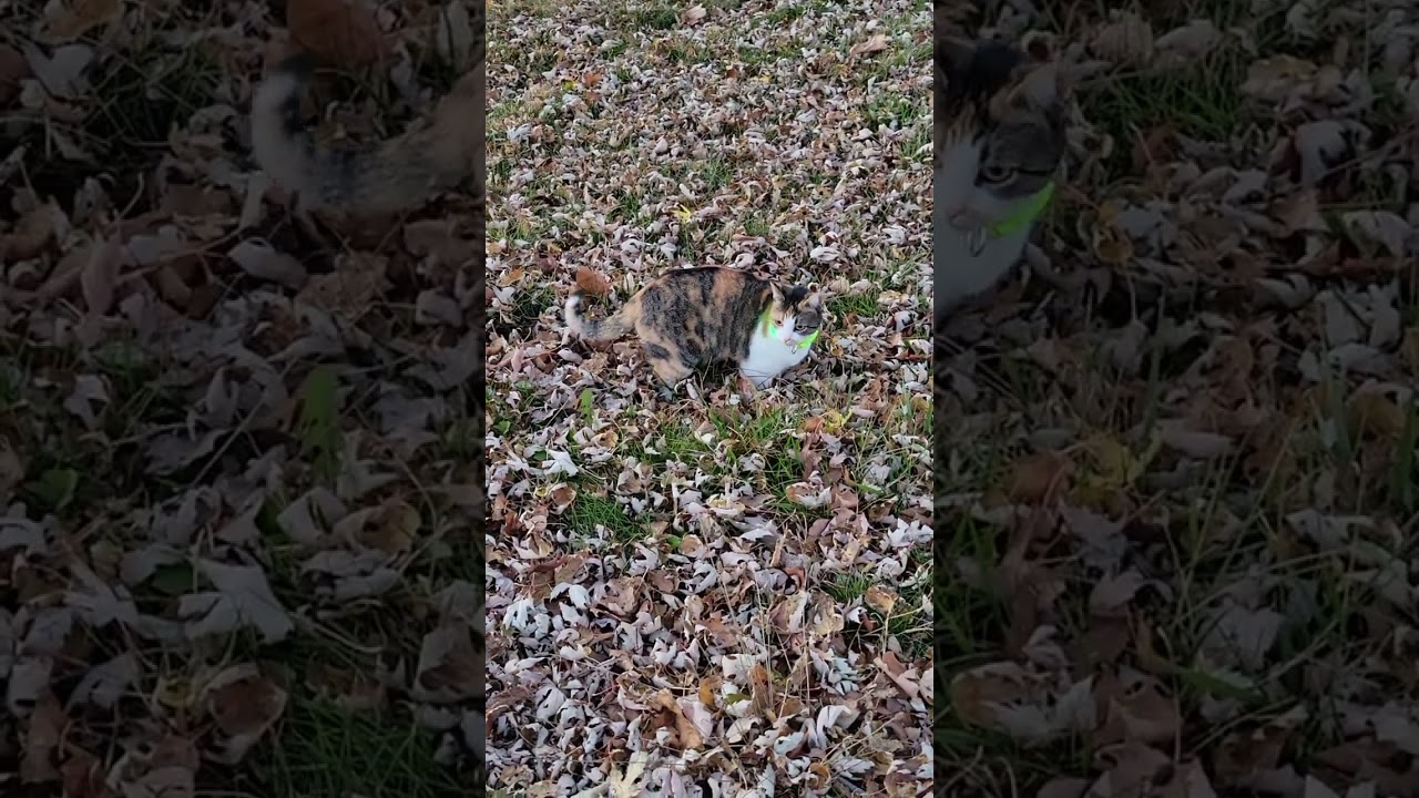 Perfectly camouflaged hunter a hunting...