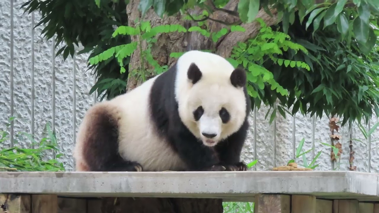 LifeVantage パンダ June 26, 2020 [Selection] Sitting, lying down, and eating panda