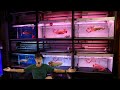 MOST AMAZING AROWANA FISH STORE EVER! Is this place even real?