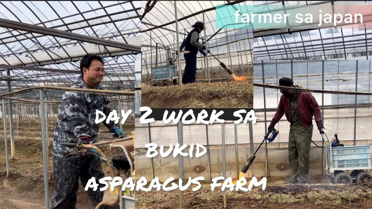 День 2, работа на спаржевой ферме | MaineFARMer