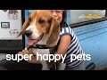 Super happy pets