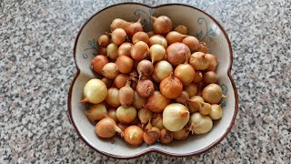 How to plant Semeyka onions in spring in open ground and when