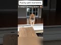 Daily funny pets 80
