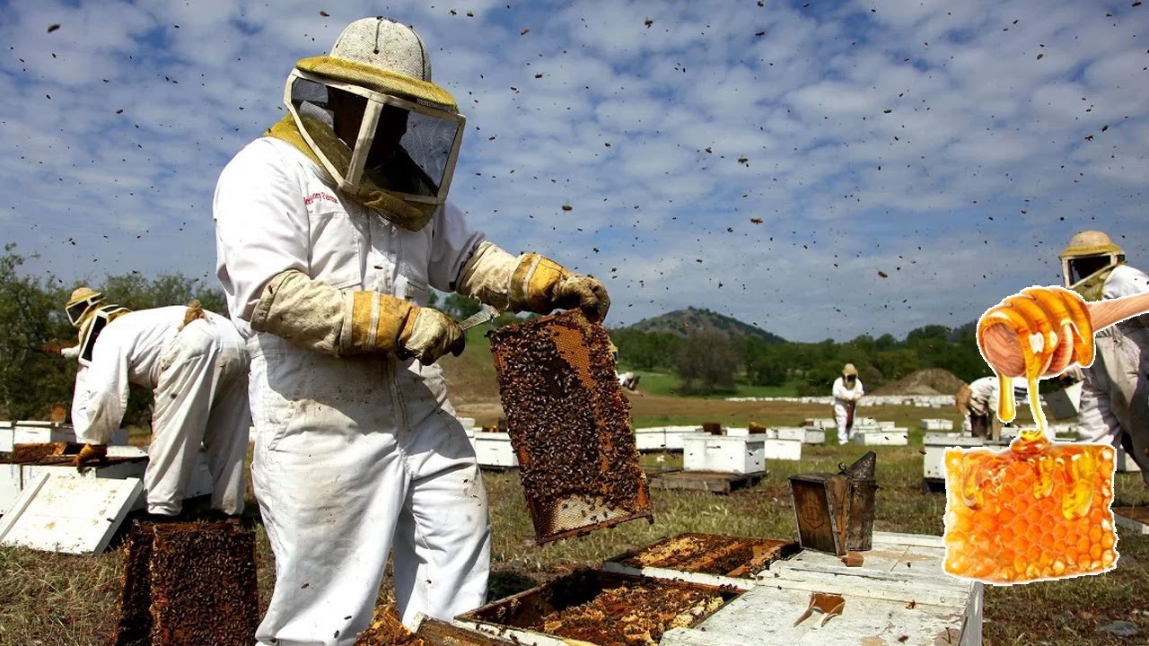 КРУПНЕЙШАЯ ФЕРМА ПО ВЫРАЩИВАНИЮ МЕДОНОСНЫХ ПЧЕЛ В США (США) — СЕЛЬСКОХОЗЯЙСТВЕННЫЕ ТЕХНОЛОГИИ