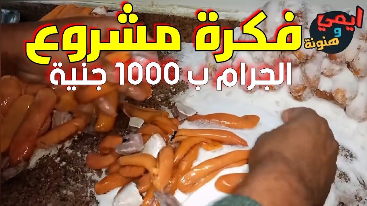 طريقة عمل البطارخ المملحة لسمك البوري داخل أكبر معمل لتصنيع القنابل الفسفورية في مصر 🇪🇬