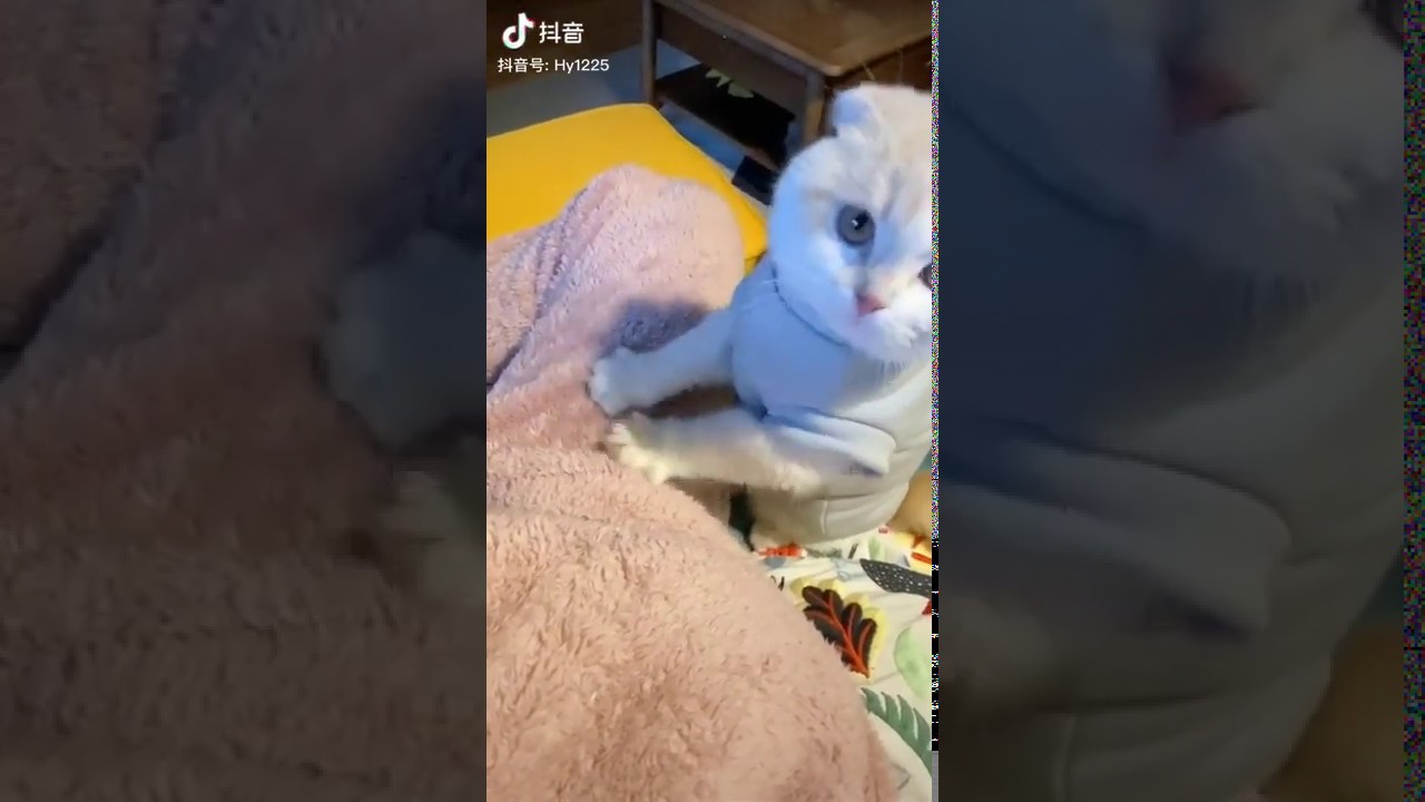 Enjoy Massage Fromsuper Cute Kitty Youtube