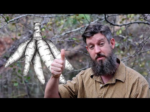 Video: Harvesting Tapioca Roots: Learn When To Harvest Tapioca Root In Gardens