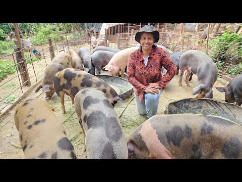 Transformando Silagem em Experiência: Alimentando Suínos com Moringa.