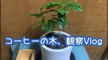 【Coffeeの木】作業用観察日記38日目【（ほぼ）毎日】